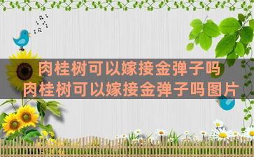 肉桂树可以嫁接金弹子吗 肉桂树可以嫁接金弹子吗图片